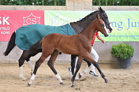 Carreria Star